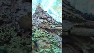 Ловите позитив и заряд живой энергии природы! #энергия #позитив #лепота #природа_россии