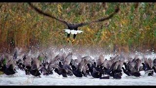 White-tailed eagle vs. coot | Film Studio Aves