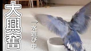 はじめての水浴び？|コザクラインコ飼育Vlog