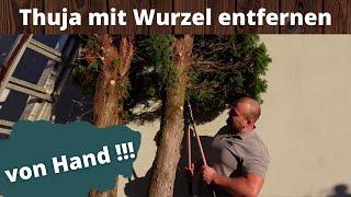 Thuja entfernen mit Wurzel , alles von Hand