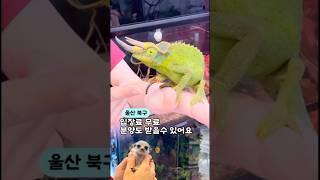 와우펫앤쥬 울산 북구 분양 동물 파충류 #울산 #울산여행