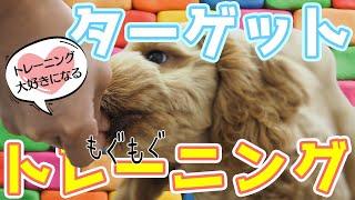 【犬 しつけ】犬のしつけが楽しくできるようになる！ターゲットトレーニングをやっておこう！