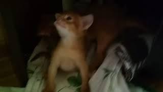 Абиссинские котята