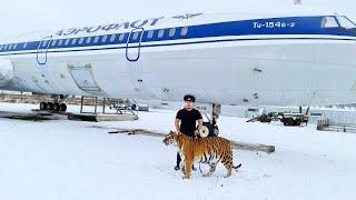 Авиа Тигрица Хонда /Tiger Airlines Honda