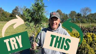 How we make money selling thousands of small trees // Green Giant Arborvitaes