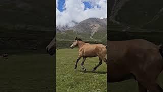 Upper Mustang.  #tdv611