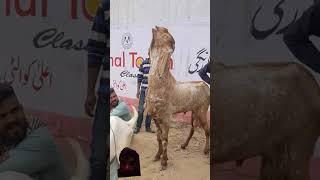 https://youtube.com/shorts/6z62JFc_FwI?si=r1C9oa5IYyGb0IRl