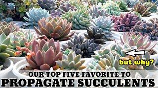 OUR TOP 5 FAVORITE TO PROPAGATE SUCCULENTS AND WHY? Succulent Care Tips 다육식물 多肉植物 Suculentas