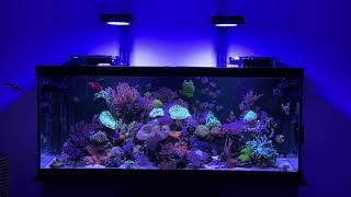 75 Gallon reef tank with HOB. No Sump, No skimmer