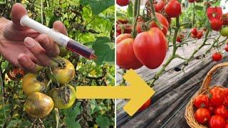 Samo jedna kap je dovoljna da spasite paradajz od bolesti na prirodan način