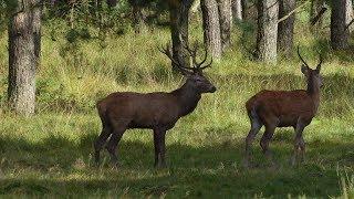 Zwerven op de Veluwe   9