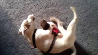 Horny Little Dog Humping His Toy