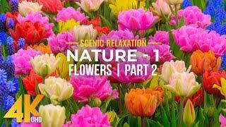 4K Blooming Flowers with Relaxing Piano Melodies & Nature Sounds - NATURE - Season 1; Part 2