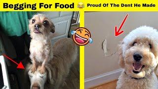 Photos Proving That Dog Logic Is Hilarious