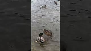 Ducks️