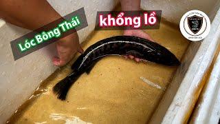 Lóc Bông Thái khổng lồ đi Sài Gòn