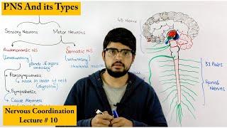 Peripheral Nervous System | PNS |