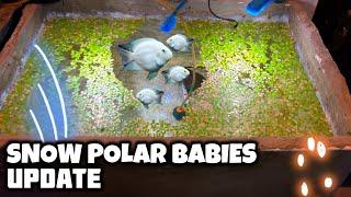 Snow Polar Parrot Fish Babies Update | Platinum Parrot Fish Babies - Imran's World