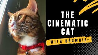 THE CINEMATIC CAT ft. Brownie | Sony 6600 Film