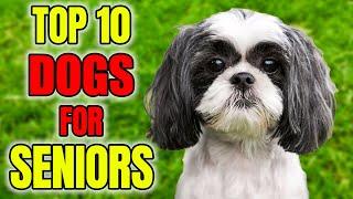 Top 10 BEST Dog Breeds For Seniors