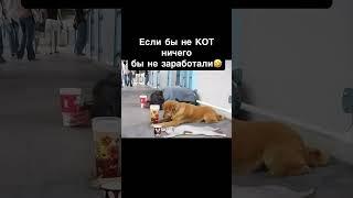Если бы не кот ничего бы не заработали