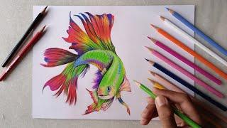 beautiful fish drawing with Dom's coloured pencils