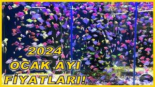 Bursa Akvaryumcuları PART-2 l 2024 Ocak Balık Fiyatları