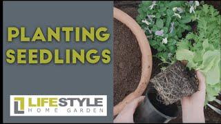 Plant seedlings that flourish | Step-by-step guide from gardening experts