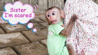 Baby monkey Pupu is not happy to go to the beach with his dad and sister MUN.