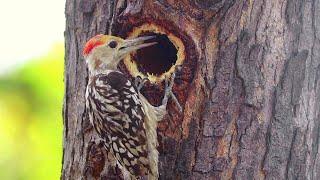 Wow! Smart Little Bird Woodpecker Birds Making Nest  Chidiya ka Ghar | Wild Animals Moments 4K