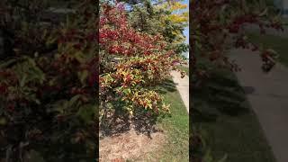 How Canadian crab apple tree look likes in the fall