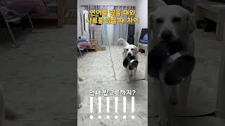 남들은 사람 같다고 하는데 사람 되긴 글러먹은 리트리버 l Reality