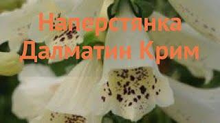 Наперстянка обыкновенная Крим  наперстянка Крим обзор: как сажать семена наперстянки Крим