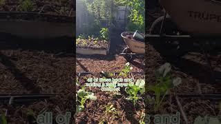 Add Compost to Feed Your Soil  #compost #organicgarden