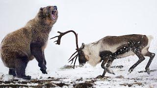 This Deer raises the BEAR on the horns! Caribou - The embodiment of strength and speed!