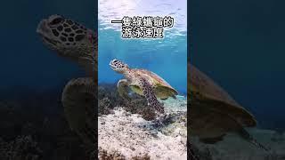 五個 你不知道的動物冷知識2023#科普 #知識 #可愛動物 #熊貓