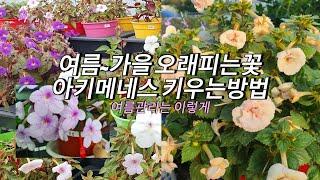 오래피는꽃 아키메네스 여름관리방법 / 구근식물 /실내에서키우기좋은꽃 / 아키메네스키우는방법 / 제라늄처럼종류가많은꽃 / 옥상에서키우는여름꽃