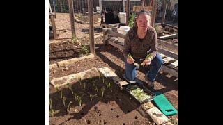 Planting Onions in Central Texas