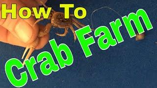 HOW TO make a FIDDLER CRAB FARM -  keeping your BAIT ALIVE! (DIY Fiddler Crab Terrarium)