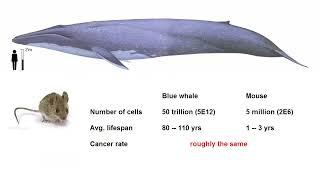 Why Don't Whales Get (More) Cancer (C0nc0rdance)