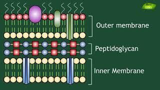 Gram Negative Cell Wall Animation | Peptidoglycan | Microbiology | Basic Science Series