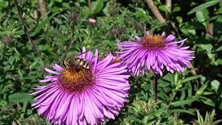 Faszinierende Schwebfliegen /// Fascinating Hover Fly