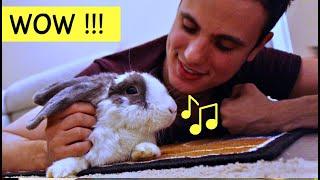 My rabbit wrote a song! | Without You - Composed by Bini the Bunny