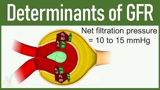 08. Determinants of GFR (Glomerular Filtration Rate)