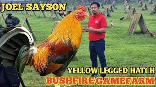 JOEL SAYSON - YELLOW LEGGED HATCH - BUSHFIRE GAMEFARM - QUALITY GAMEFOWL IN THE PHILIPPINES BIG FARM