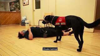 Seizure Response Dog Guides