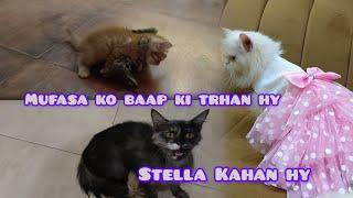 Mufasa ko baap ki trhan stray cat psnd a Gai | Stella Kahan hy