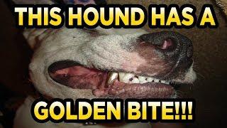 GoldHoundProspecting (Facebook) 2lb Unsearched Cons Bag Gold Paydirt Review #134