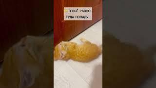 Недовольный рыжий котенок #скутерартур #рыжийкот #котлучик