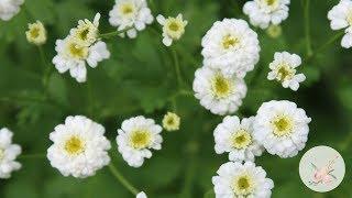 'White Wonder' Double Feverfew Growing Flowers from Seed Gardening for Beginners Easy to Grow Pretty